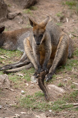 Naklejka na ściany i meble The swamp wallaby has dark brown fur, often with lighter rusty patches on the belly, chest and base of the ears.