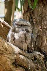 the tawny frogmouth hides in plain sight looking like part of the tree