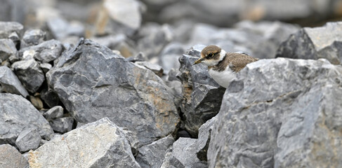 old Chic of the Little ringed plover // älteres Flussregenpfeifer-Küken (Charadrius dubius)