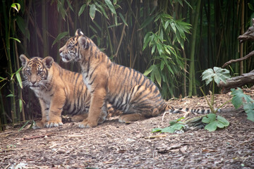 Tiger cubs are born small, blind, and weak. They're born with all their stripes and drink their mother's milk until they are six months old and then only eat meat.