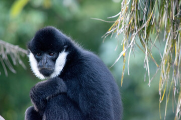 this is a close up of a male white cheeked gibbon