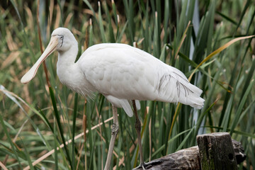 the yellow spoonbill is standing on a fence