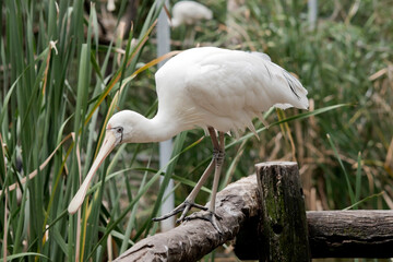 The yellow spoonbill is a large white sea bird with a cream bill that looks like a spoon.  The yellow spoonbill has a thin blue line around its face with  light blue eyes
