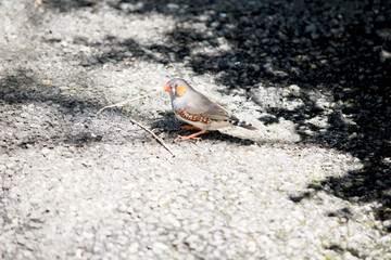 this is a side view of a zebra finch holding a twig for making a nest