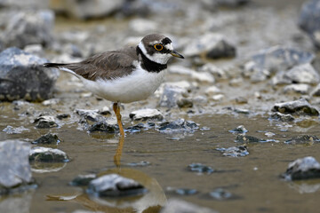 Little ringed plover // Flussregenpfeifer (Charadrius dubius)