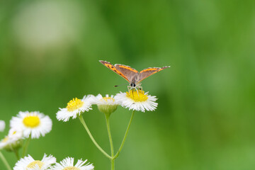 Beautiful small orange butterfly sitting on white flowers with blurry green nature background.