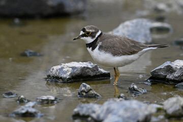 Flussregenpfeifer // Little ringed plover (Charadrius dubius)