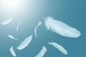Abstract White Bird Feathers Flying The Sky. Feathers Floating in Heavenly.	
