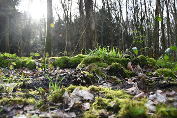 Grasses and moss in the morning sun on the forest