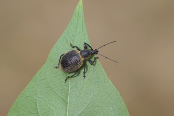 Otiorhynchus apenninus. Subfamily Broad-nosed Weevils (Entiminae). Tribe Otiorhynchini. Family Curculionidae. Probably! not been confirmed by an expert. On a lilac leaf. June, Dutch garden. 