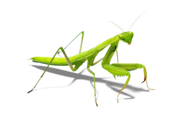 Pray Mantis	
