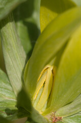 Trillium luteum flowering in a garden, close up shot