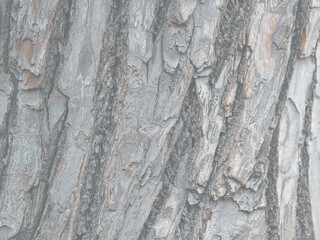 Embossed texture of tree bark. Tree trunk with natural bark patterns on the surface. Natural wood background. Closeup side view.