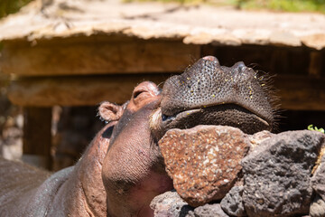 Close-up portrait of a large cute smiling hippopotamus in the zoo on a sunny summer day. Fuerteventura, Canary Islands.