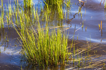 Tuft of green grass growing in the water