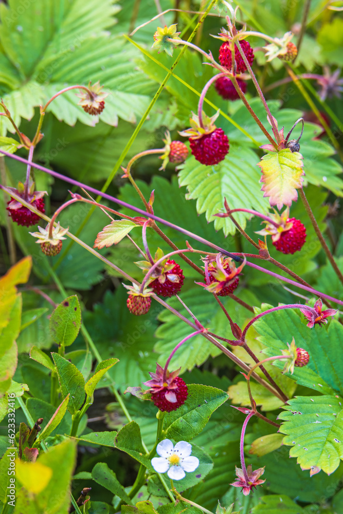 Wall mural Ripe wild strawberries in a meadow