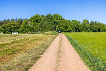 Fototapeta na wymiar Fresh hay at the roadside by a dirt road