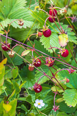 Ripe wild strawberries in a meadow
