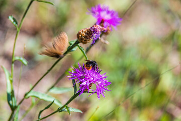 Red-shanked bumblebee on a brownray knapweed flower
