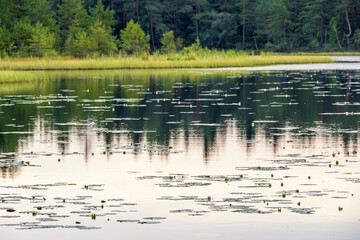 White waterlily blooming in a lake by a forest