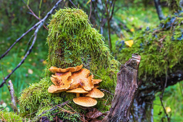 Shaggy scalycap mushroom growing on a tree stump - Powered by Adobe