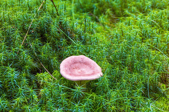 Mushroom growing in green haircap moss