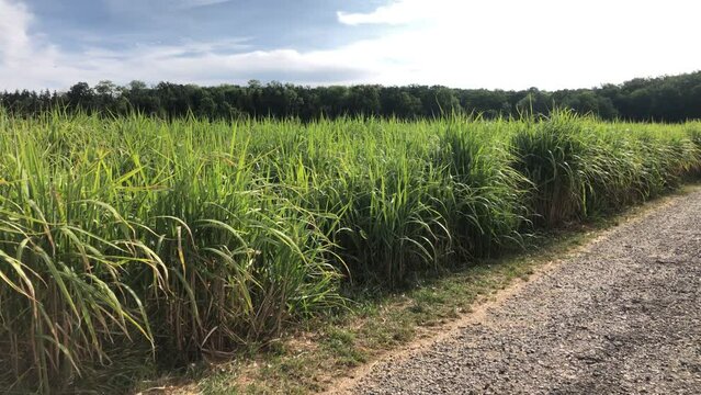 switch grass in summertime with young fresh plants