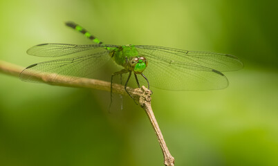 Great Pondhawk (Erythemis vesiculosa)