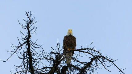 An American Bald Eagle roosting in a tree