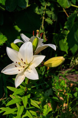 Oriental lily in flower bed in the garden
