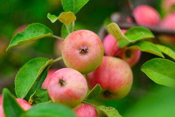 Ripe juicy apples hanging on branch in orchard garden. Close-up. Farming food harvest gardening. Selective focus.