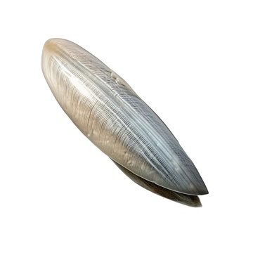 Cuttlebone. isolated object, transparent background