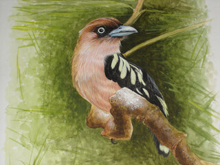 red billed hornbill