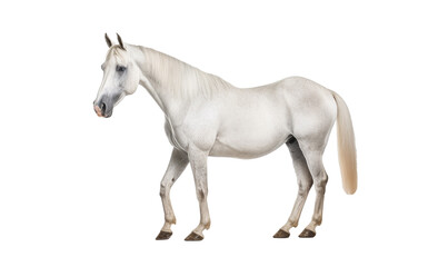Obraz na płótnie Canvas horse isolated on white background HD 8K wallpaper Stock Photographic Image