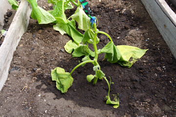 Poor harvest of cucumbers, crop failure in the dry season. Selective focus