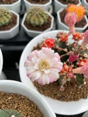 kinds of spices cactus flower