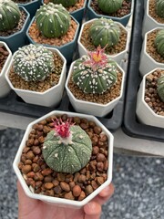cactus in pots