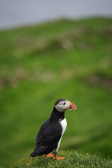 atlantic puffin or common puffin