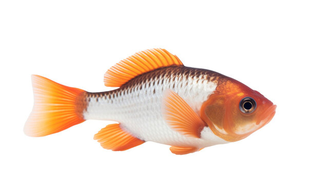 goldfish isolated on white background HD 8K wallpaper Stock Photographic Image