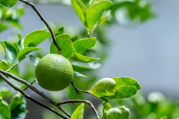 The limes on the lime tree are hybrid citrus fruits, which are generally round, about 3-6 centimeters in diameter, and contain acidic cysts. Lemons are a good source of vitamin C. - obrazy, fototapety, plakaty
