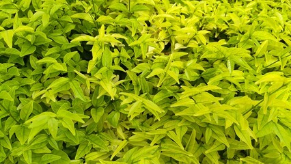 green green leaves green flowers morning leaves