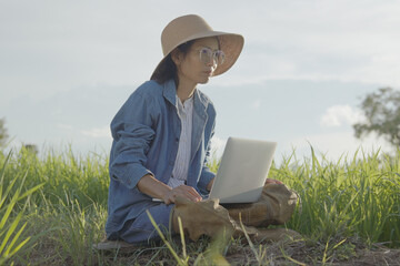 Young asian woman farmer using laptop computer in cultivated paddy field in sunrise, modern technology application in agricultural growing activity