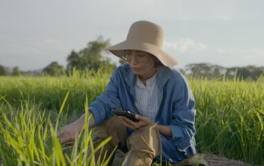 Naklejka na ściany i meble Asian Woman farmer with digital smartphone on an agricultural field. Smart farming and digital agriculture.
