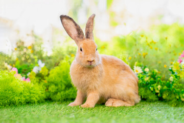 young brown rabbit sitting in nature in studio shot, adorable fluffy bunny, concept of rabbit pet,bunny easter