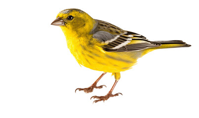 bird on a branch HD 8K wallpaper Stock Photographic Image