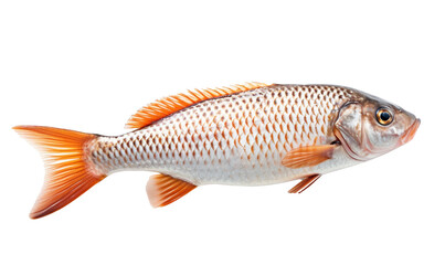 Obraz premium goldfish isolated on white HD 8K wallpaper Stock Photographic Image