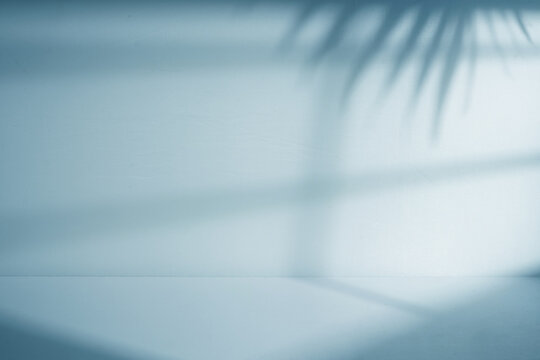 Display room with window and palm leaf shadow