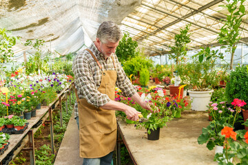 Capture the essence of a vibrant botanical oasis as an elderly Caucasian worker meticulously tends...