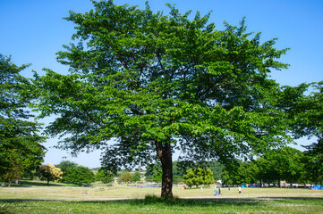 初夏のさわやかな季節に、公園で思い思いに過ごす人々