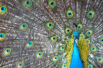 Obraz premium Bright colorful peacock with its colorful tail opened